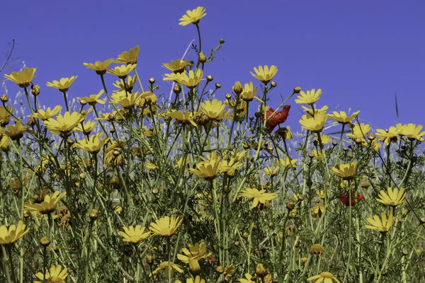 Çiçek Açan Sarı Papatya Tacı Kasımpatı Koronaryum Mavi Gökyüzüne Karşı — Stok fotoğraf