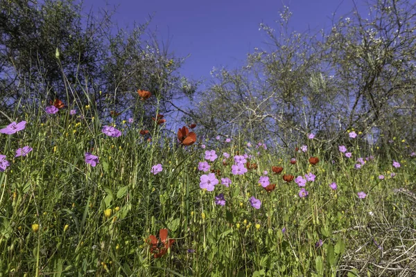 Meadow with blooming pink Erodium subintegrifolium and red poppies flowers against blue sky — Stok fotoğraf