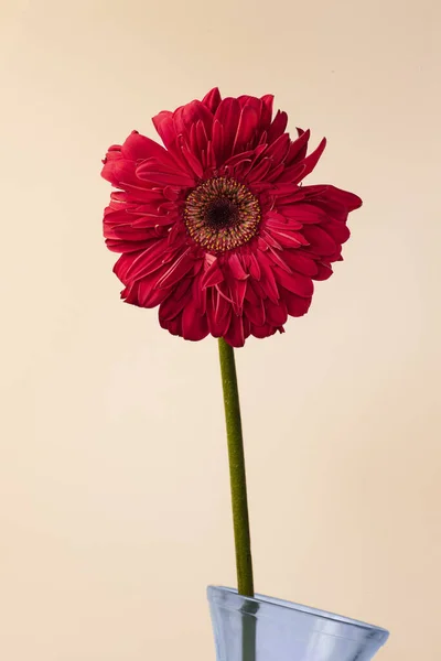 Vue Face Une Fleur Gerbera Rouge Rapprochée Sur Fond Homogène — Photo