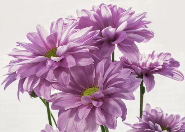 Bouquet de délicats chrysanthèmes roses sur fond blanc — Photo