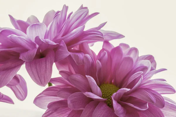 하얀 배경에 있는 연분홍색 국화 꽃 머리 — 스톡 사진