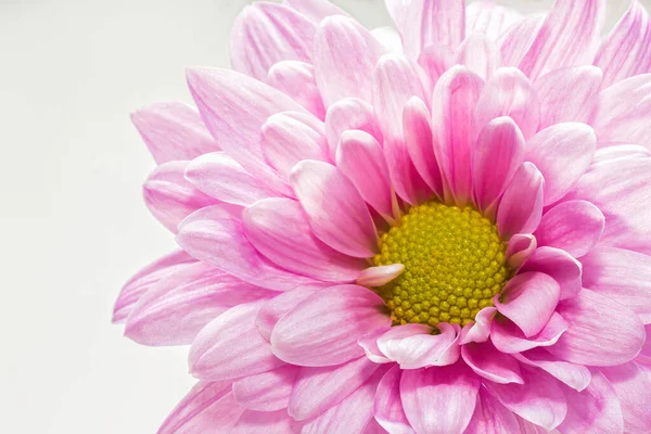 Parte de delicados crisântemos rosa flor cabeça macro no fundo branco — Fotografia de Stock