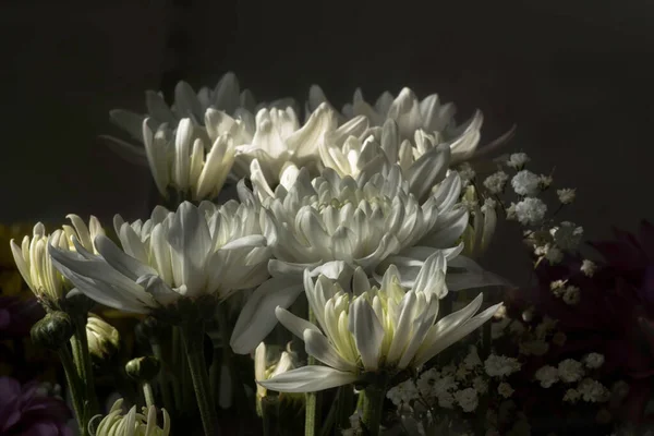 Ramo de delicadas flores blancas de crisantemo a la luz del sol sobre un fondo negro — Foto de Stock