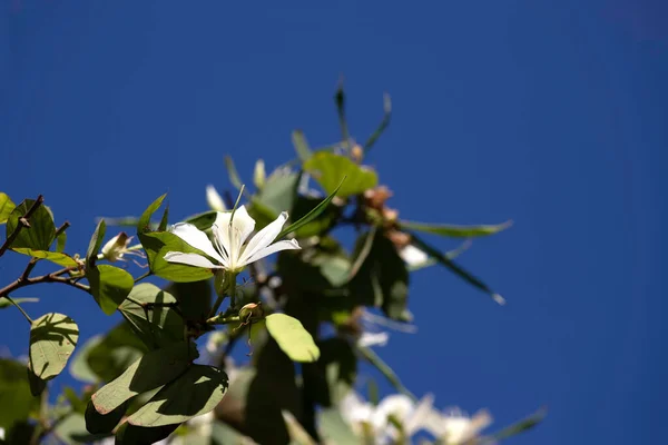 Délicate Fleur Blanche Bauhinia Gros Plan Milieu Feuillage Vert Contre — Photo
