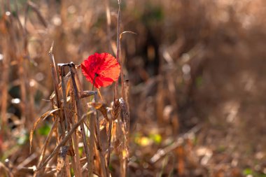 Güneşli arka planda, olgun sarı kulak arasında haşhaş çiçeği