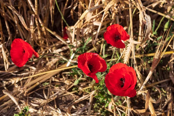 Röd vallmo blommor närbild bland mogna öron av gult vete — Stockfoto