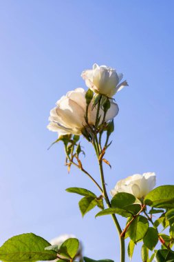 Beyaz bir gülün çiçekleri ve tomurcukları yeşil bir arka planda güneşli bir arka planda
