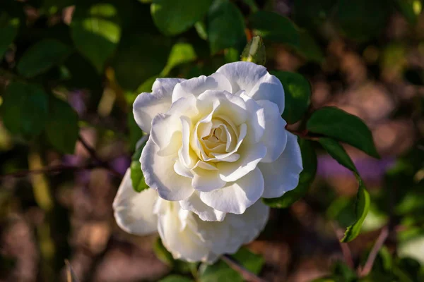 Draufsicht auf eine blühende weiße Rose Blume auf einem Hintergrund grünen Laubes — Stockfoto