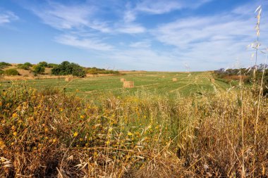 Hasattan sonra balyalarda toplanan saman ile bir tarlanın görüntüsü