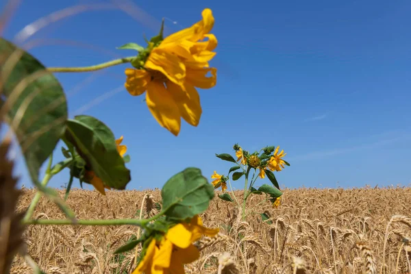 Head of a blooming sunflower flower on a background of blue sky and a field of ripe wheat Stock Image