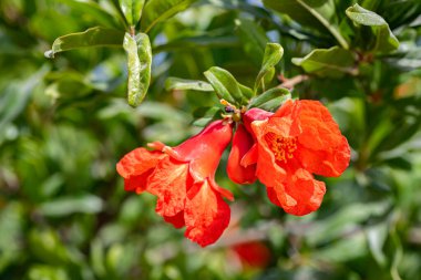 Nar çiçekleri yeşil yapraklarla kaplıdır.