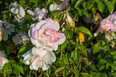 Yeşil yaprakların arka planında açan beyaz gül başlarının görüntüsü