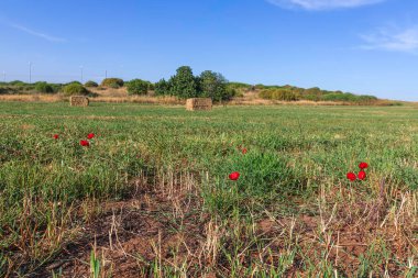 Buğday tarlasında çimenlerin arasında kırmızı gelincikler, bulutlu mavi gökyüzünün arka planına karşı.