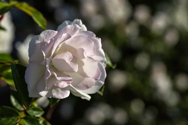 Ansicht Einer Blühenden Weißen Rose Blütenkopf Nahaufnahme Auf Einem Hintergrund — Stockfoto