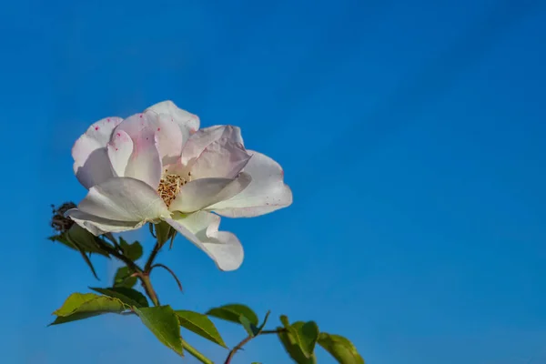 Blick Auf Eine Blühende Weiße Rose Blütenkopf Nahaufnahme Gegen Einen — Stockfoto