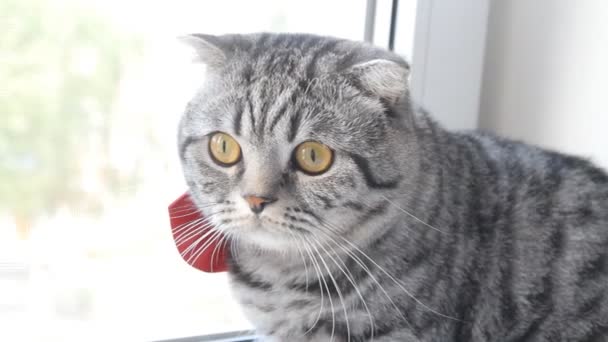 Gato sentado junto a la ventana — Vídeos de Stock