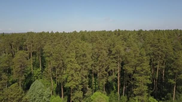 Survolez la forêt jusqu'à la rivière 