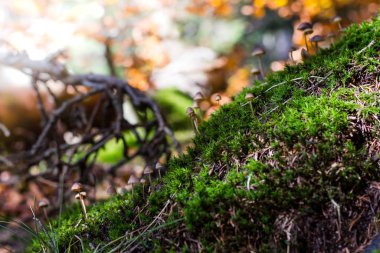 Yeşil yosunlardan çıkan mantar halısı