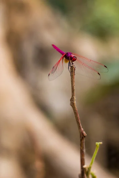 Libélula rosa en una ramita mirando a la cámara — Foto de Stock