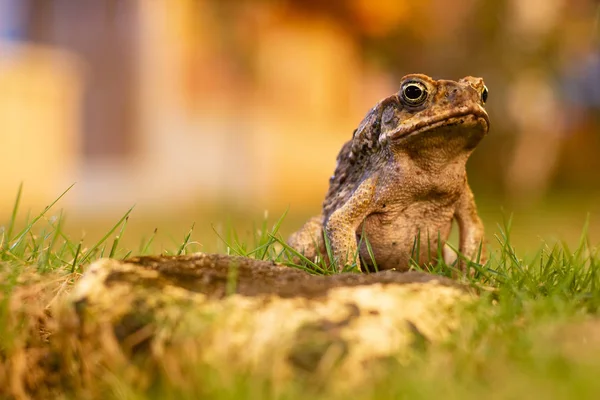 Frog sitting straight on grass at twilight — ストック写真