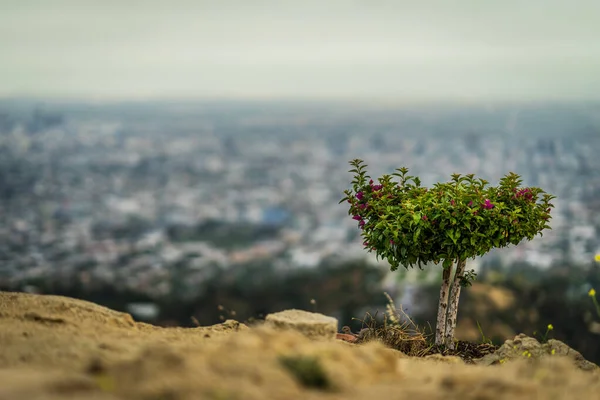 Los Angeles Panorama, California, Usa 'nın önündeki çiçekler 