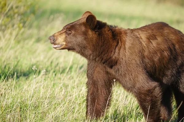 Niedźwiedź Grizzly w Parku Narodowym, Montana, Stany Zjednoczone Ameryki Północnej — Zdjęcie stockowe