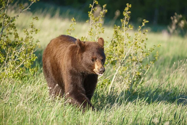 Niedźwiedź Grizzly w Parku Narodowym, Montana, Stany Zjednoczone Ameryki Północnej — Zdjęcie stockowe