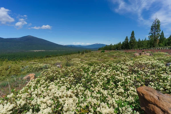 Yosemite Vadisi Panoraması Yosemite Ulusal Parkı, Kaliforniya