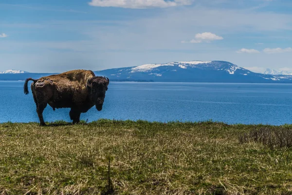 American Bison at Yellowstone Lake in the Yellowstone National Park, Wyoming — Stock Photo, Image