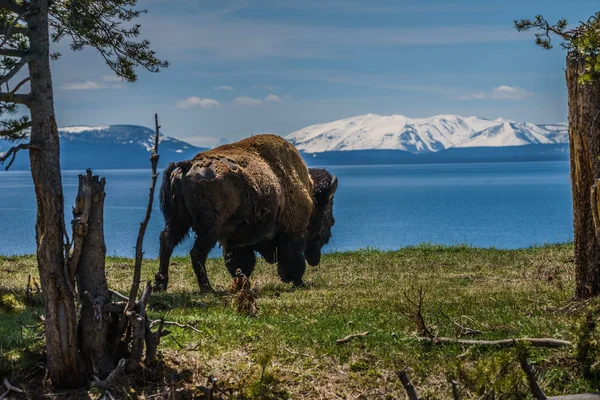 American Bison a Yellowstone Lake nel Parco Nazionale di Yellowstone, Wyoming — Foto Stock