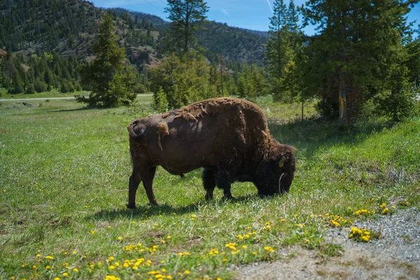 Wypas żubrów amerykańskich na polach Parku Narodowego Grand Teton, Wyoming, Usa — Zdjęcie stockowe