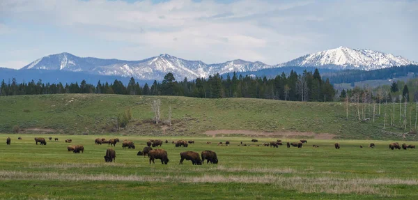 Branco di bisonti nel campo del Grand Teton National Park, Wyoming, Stati Uniti — Foto Stock