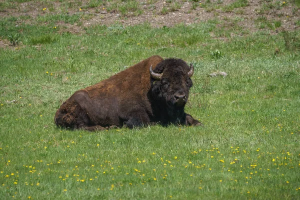 Wypas żubrów amerykańskich na polach Parku Narodowego Grand Teton, Wyoming, Usa — Zdjęcie stockowe