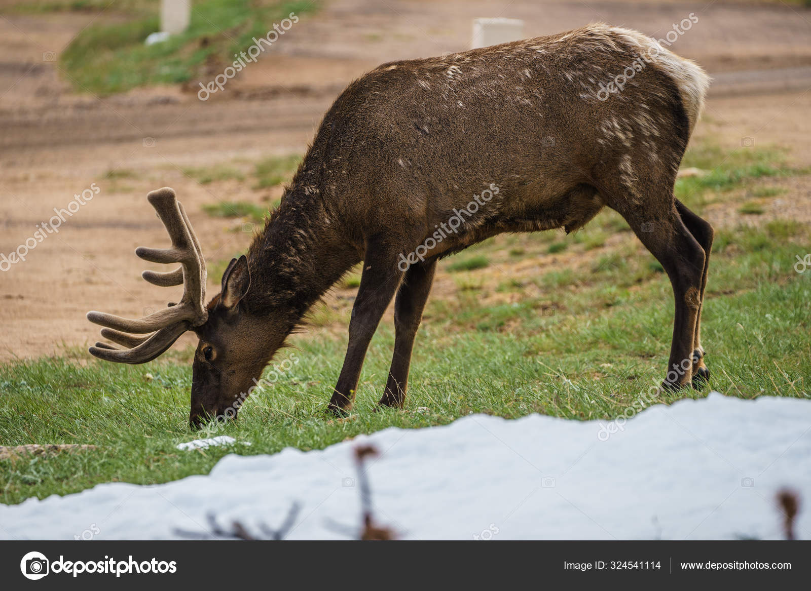 by　©Panoptography　American　National　grazing　in　Stock　Photo　Colorado　North　Mountain　Park,　Elk　Rocky　324541114