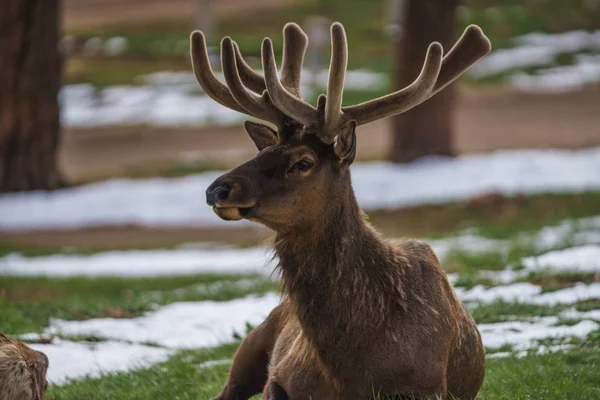 Kuzey Amerika Geyiği Rocky Dağı Ulusal Parkı, Colorado 'da otluyor
