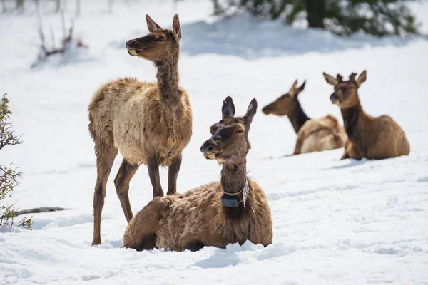 Βορειοαμερικανική Elk βόσκηση στο Rocky Mountain National Park, Κολοράντο — Φωτογραφία Αρχείου