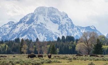 Grand Teton Ulusal Parkı, Wyoming, Usa 'daki bizon sürüsü.