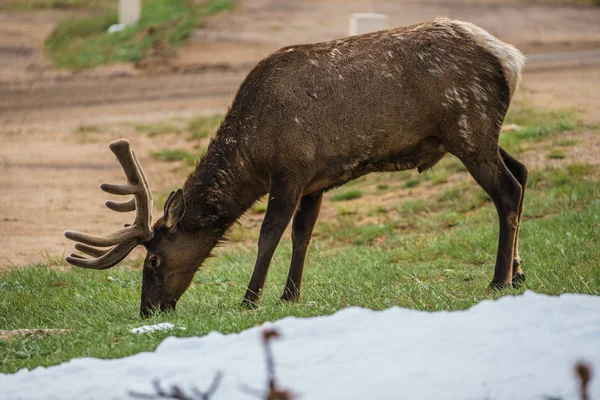 Kuzey Amerika Geyiği Rocky Dağı Ulusal Parkı, Colorado 'da otluyor