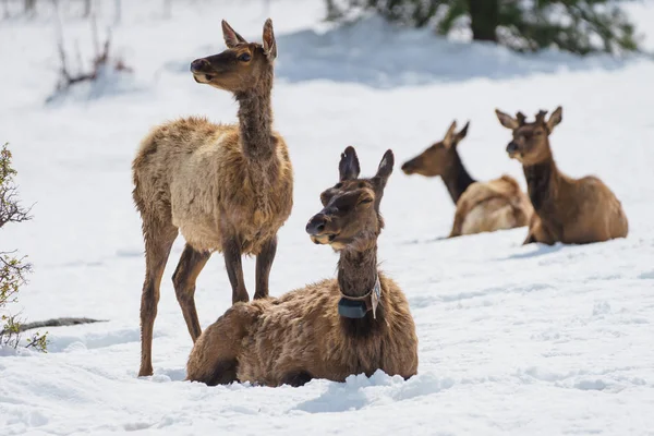 North American Elk pastoreando no Parque Nacional da Montanha Rochosa, Colorado — Fotografia de Stock