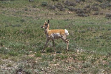 Pronghorn, Grand Teton Ulusal Parkı