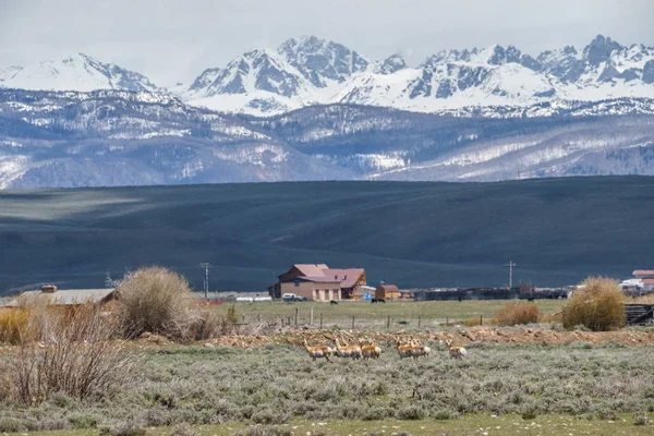 Pronghorn 'ların panoramik manzarası, Grand Teton Ulusal Parkı' ndaki Grand Teton aralığı