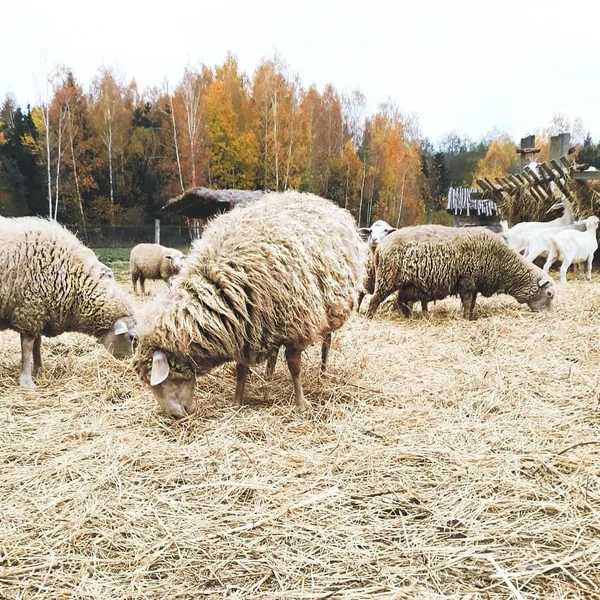 Πρόβατα Στο Χωράφι Που Τρώνε Σανό — Φωτογραφία Αρχείου