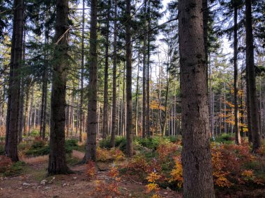 Szklarska Porba yakınlarındaki Çam Ormanı (Polonya)