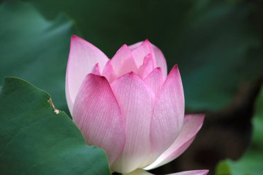 çiçek açan lotus çiçeği