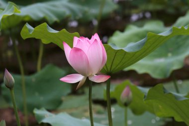 çiçek açan lotus çiçeği 