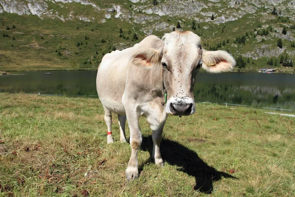 Piękny szwajcarski krowa — Zdjęcie stockowe