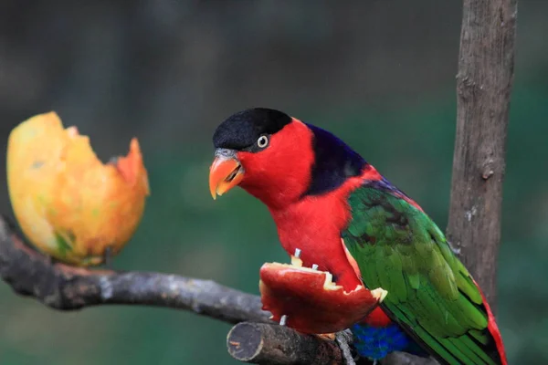 stock image beautiful red parrot 