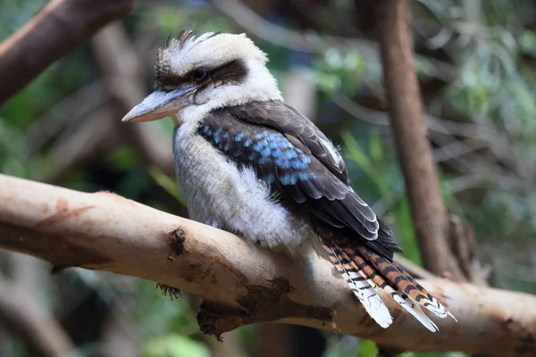 laughing kookaburra bird