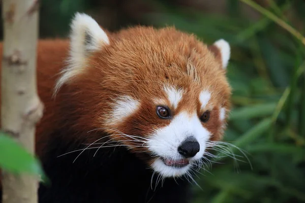 Прекрасная красная панда — стоковое фото