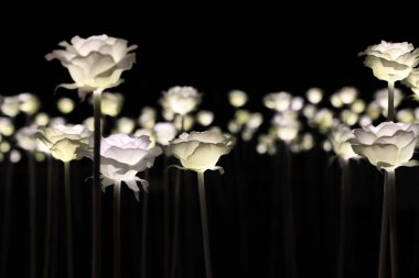 Işıklı beyaz güller 